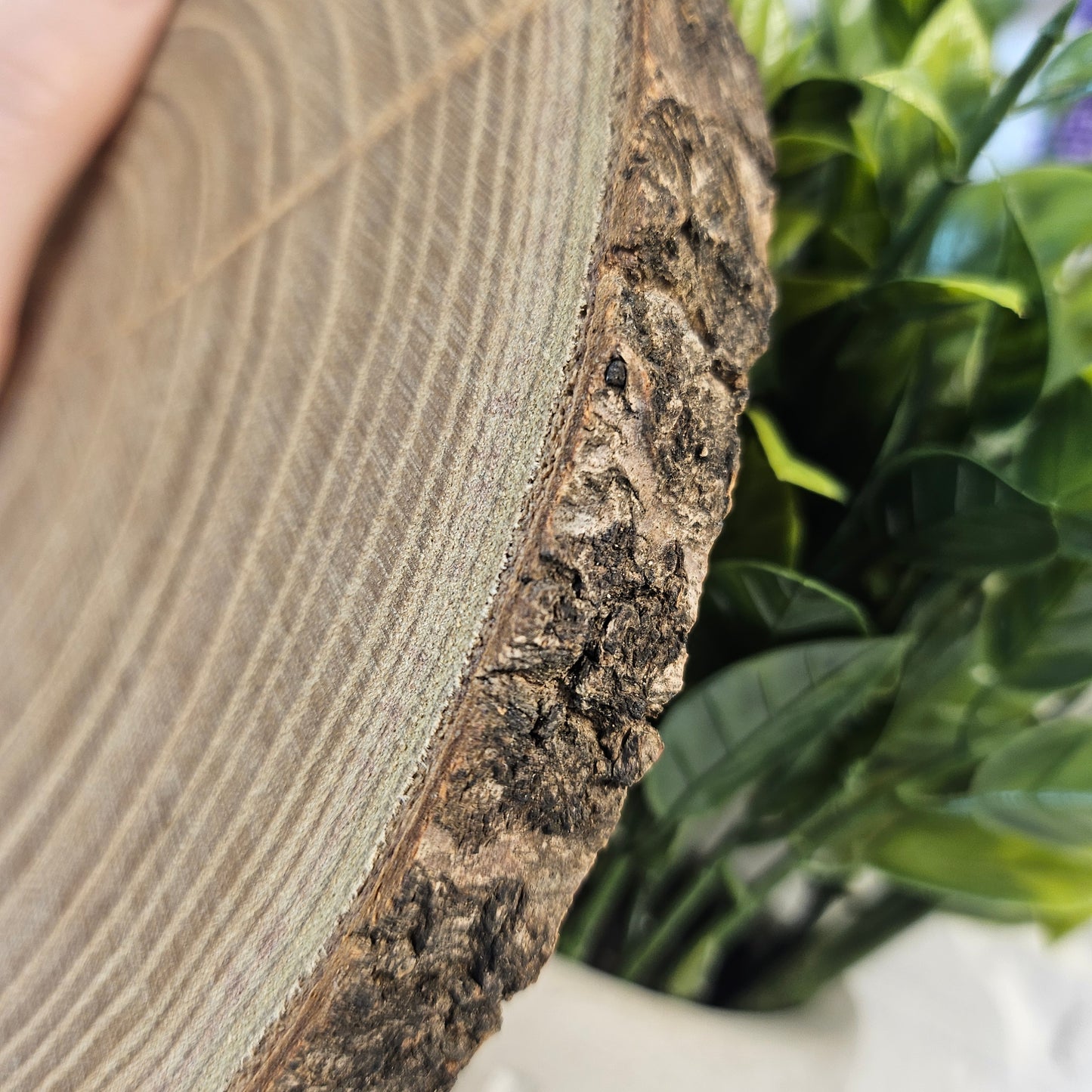 Custom Bible Wall Art - 8-9 inch Wood Slice
